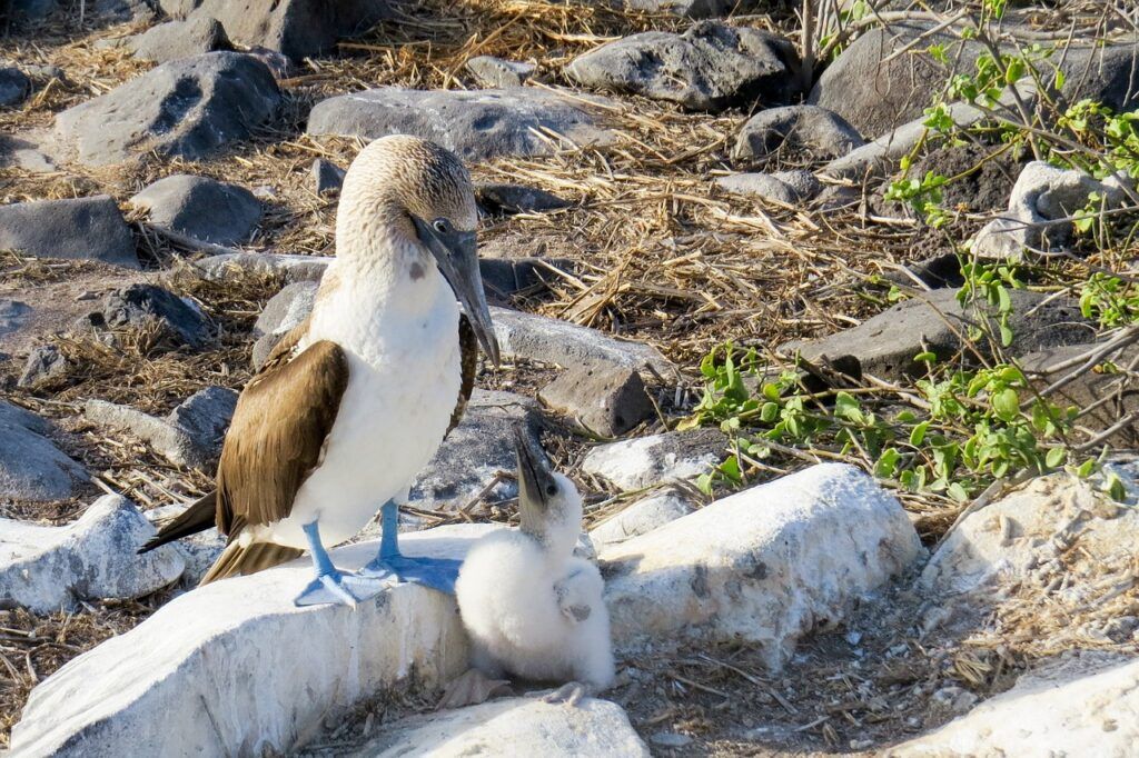 Why to visit Galapagos islands