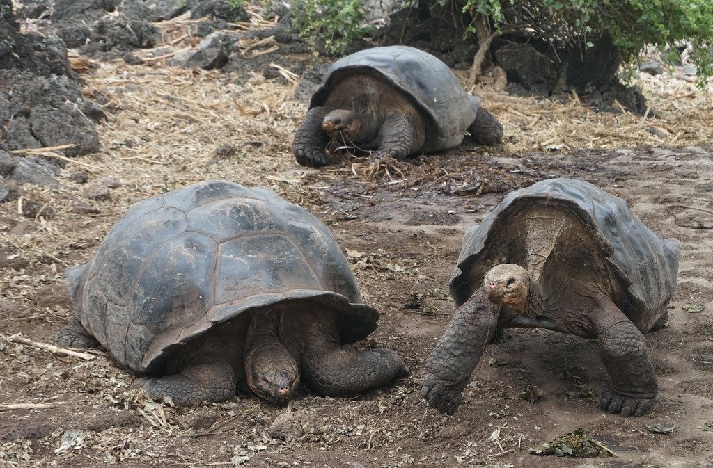 Giant Tortoises on Galapagos